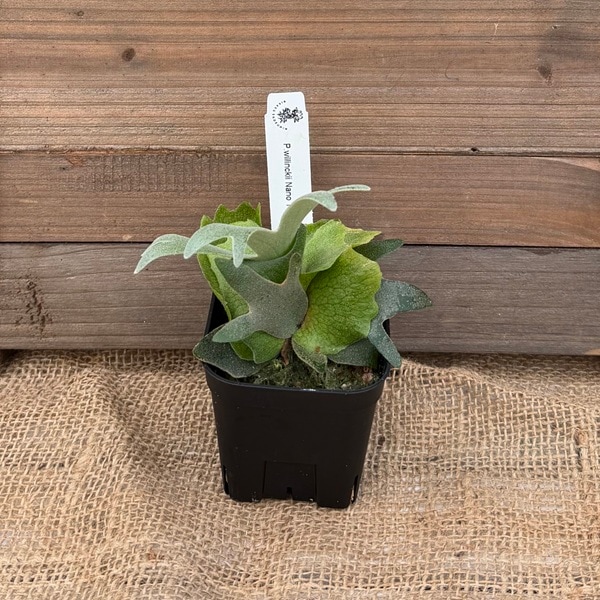 おしゃれ 観葉植物：ウィリンキー ナノ TC株*ビカクシダ コウモリラン