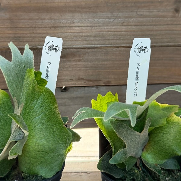 おしゃれ 観葉植物：ウィリンキー ナノ TC株*ビカクシダ コウモリラン
