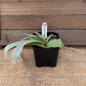 ������� ���տ�ʪ��������󥭡� �����ˡ�*�ӥ������� ��������� willinckii 'Jenny'