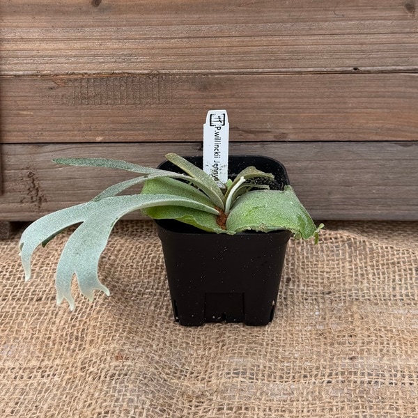 おしゃれ 観葉植物：ウィリンキー ジェニー*ビカクシダ コウモリラン