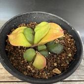 ¿����ʪ�������ƥꥢ�����*��7��������ʡ����ʸ¤�