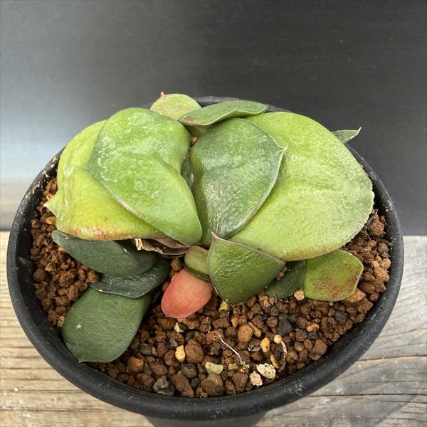 多肉植物：ガステリア 臥牛*幅7cm 現品！一品限り | サボテン＆多肉