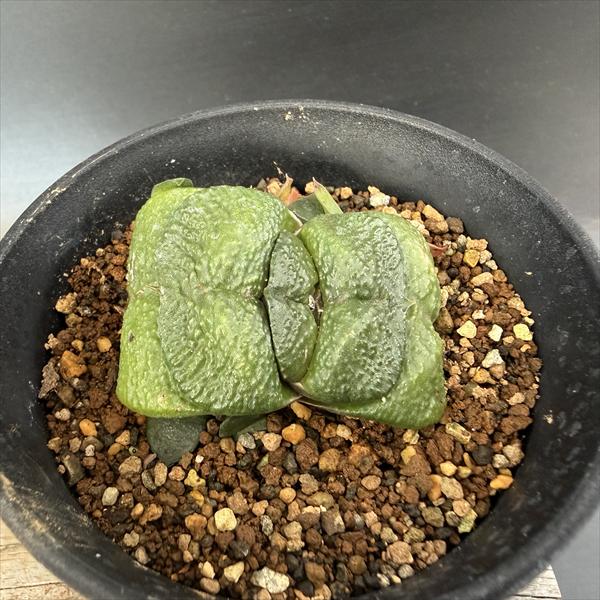 ロウルサンコさんラベル付き☆多肉植物 ガステリア属 臥牛十兵衛 ロウルサンコさんラベル付き☆多肉植物 ガステリア属 臥牛十兵衛