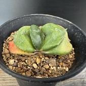 ¿����ʪ�������ƥꥢ�����*��6.5��������ʡ����ʸ¤�