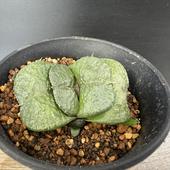 ¿����ʪ�������ƥꥢ�����*��6��������ʡ����ʸ¤�