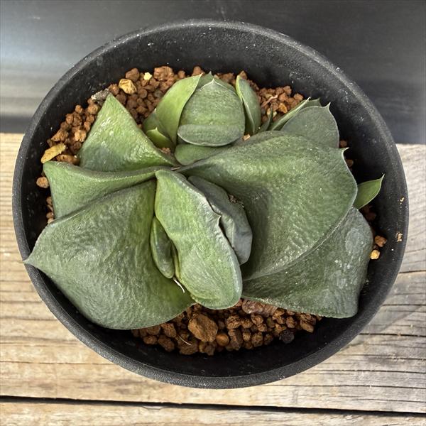 メルカリ便発送&ロウルサンコさんラベル付き☆多肉植物 ガステリア 臥牛 王頭 多肉植物：ガステリア 臥牛*幅7cm 現品！一品限り 現品！一品限り