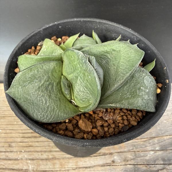 多肉植物：ガステリア 臥牛*幅7cm 現品！一品限り 現品！一品限り