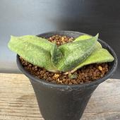 ¿����ʪ�������ƥꥢ�����*��10��������ʡ����ʸ¤�