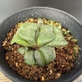 ¿����ʪ�������ƥꥢ�����*��6��������ʡ����ʸ¤�