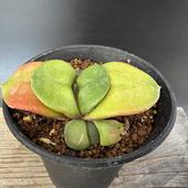 ¿����ʪ�������ƥꥢ�����*��8��������ʡ����ʸ¤�