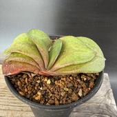 ¿����ʪ�������ƥꥢ�����*��9��������ʡ����ʸ¤�