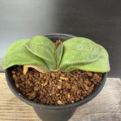 ¿����ʪ�������ƥꥢ�����*��10.5��������ʡ����ʸ¤�