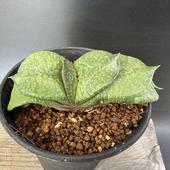 ¿����ʪ�������ƥꥢ�����*��10��������ʡ����ʸ¤�