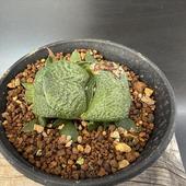 ¿����ʪ�������ƥꥢ�����*��5��������ʡ����ʸ¤ꡡ��������