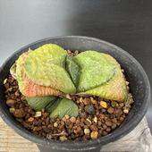 ¿����ʪ�������ƥꥢ�����*��7��������ʡ����ʸ¤�