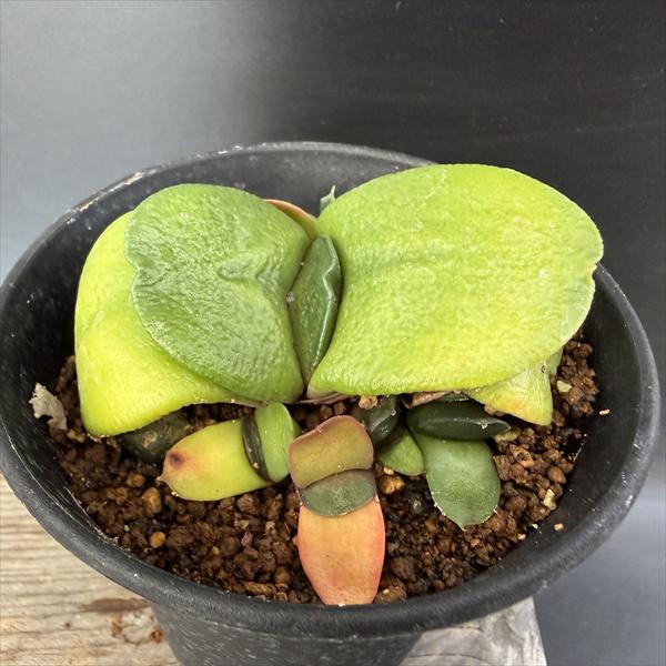 多肉植物：ガステリア 臥牛*幅7.5cm 現品！一品限り | サボテン