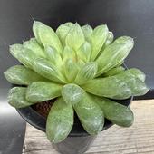 ¿����ʪ���ϥ������ �ޥ��*L ��13���