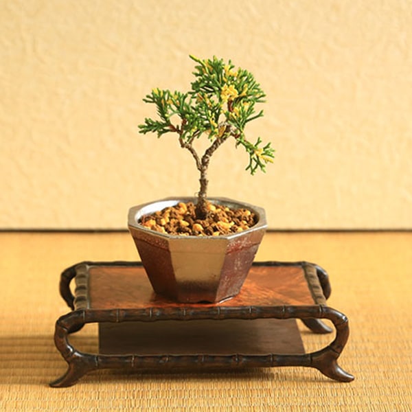 ミニ盆栽：斑入り真柏*（瀬戸焼銅色六角鉢）お試し育てる鉢植え盆栽