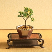 ミニ・小品盆栽,松柏 | 遊恵盆栽 本店