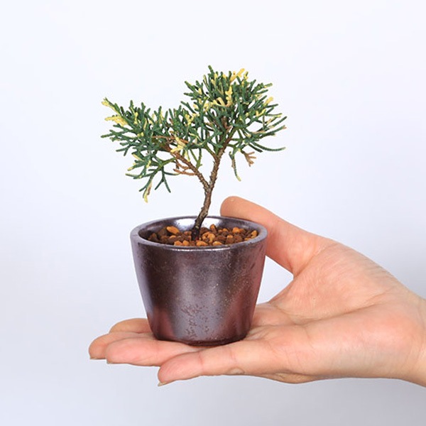 ミニ盆栽：斑入り真柏*（瀬戸焼銅色丸鉢）お試し育てる鉢植え盆栽しん