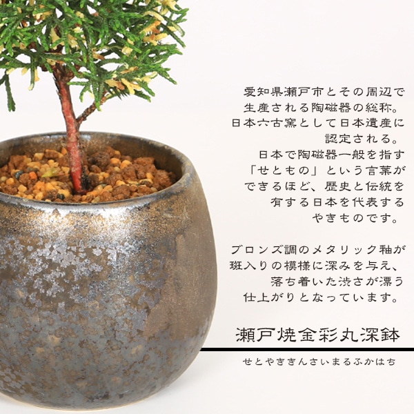ミニ盆栽：斑入り真柏*（瀬戸焼金彩丸深鉢）お試し育てる鉢植え盆栽