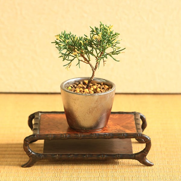 ミニ盆栽：斑入り真柏*（瀬戸焼銅色丸鉢）お試し育てる鉢植え盆栽しん