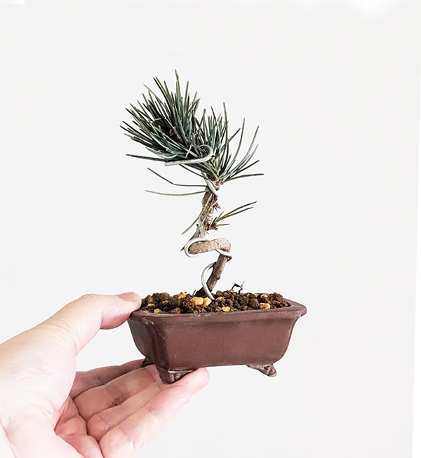 ミニ盆栽：五葉松（高級現代小鉢 柴勝 長方鉢)*葵あおい鉢植え高級鉢ご