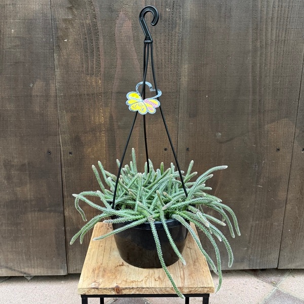 ������� ���տ�ʪ����ץ��ꥹ���ԥ������*6�� �ߤ�ȭ Rhipsalis pilocarpa