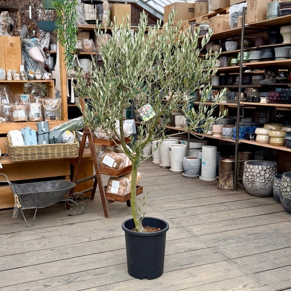 特選庭木 観葉植物：オリーブ（ミッション）極太 SOUJU 創樹*安心の9号