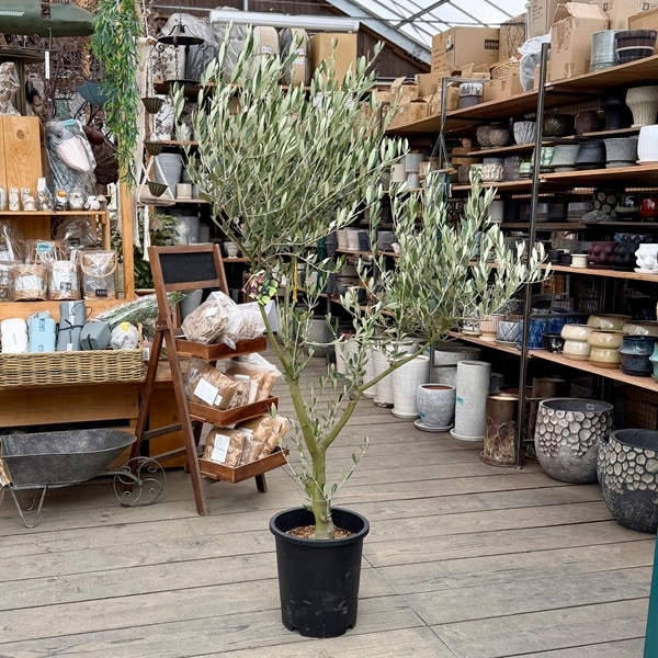 �������� ���տ�ʪ�����꡼�֡ʥߥå����˶���  SOUJU �ϼ�*�¿���9��ݥåȿ��� ���ʸ¤�2�� �������