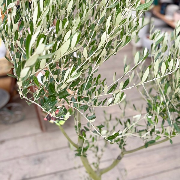 特選庭木 観葉植物：オリーブ（ミッション）極太 SOUJU 創樹*安心の9号