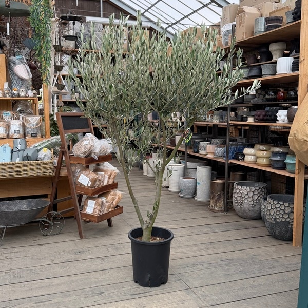 �������� ���տ�ʪ�����꡼�֡ʥߥå����˶���  SOUJU �ϼ�*�¿���9��ݥåȿ��� ���ʸ¤�3�� �������