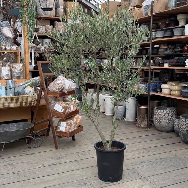 �������� ���տ�ʪ�����꡼�֡ʥԥ�����˶���  SOUJU �ϼ�*�¿���9��ݥåȿ��� ���ʸ¤�1�� �������