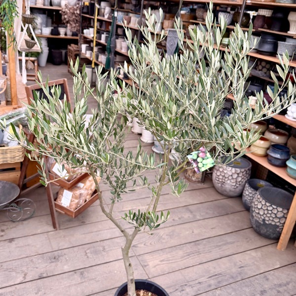 特選庭木 観葉植物：オリーブ（ピクアル）極太 SOUJU 創樹*安心の9号