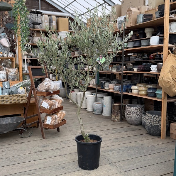 特選庭木 観葉植物：オリーブ（ピクアル）極太 SOUJU 創樹*安心の9号