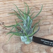 ������� ���տ�ʪ �������ץ��ġ�����󥸥� �ץ륤�Ρ��� �����ƥޥ� L �����ץ��� �ƥ���󥸥�