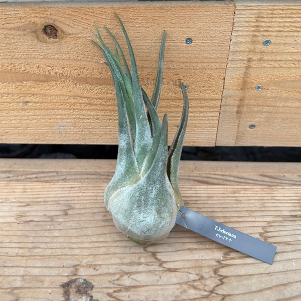 ���տ�ʪ���������ץ��ġ�����󥸥� ����ꥢ�ʡ�R*�����ץ��� �ƥ���󥸥�