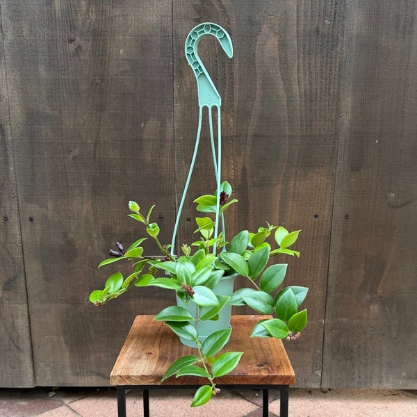 ������� ���տ�ʪ���������ʥ󥵥� ��ʥꥶ*3.5���ߤ�ȭ