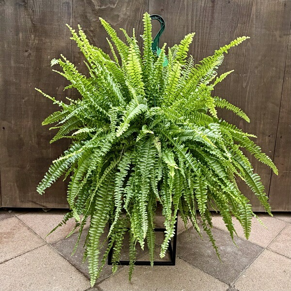 おしゃれ 観葉植物：ネフロレピス グリーンレディ*7号吊り鉢 | 観葉