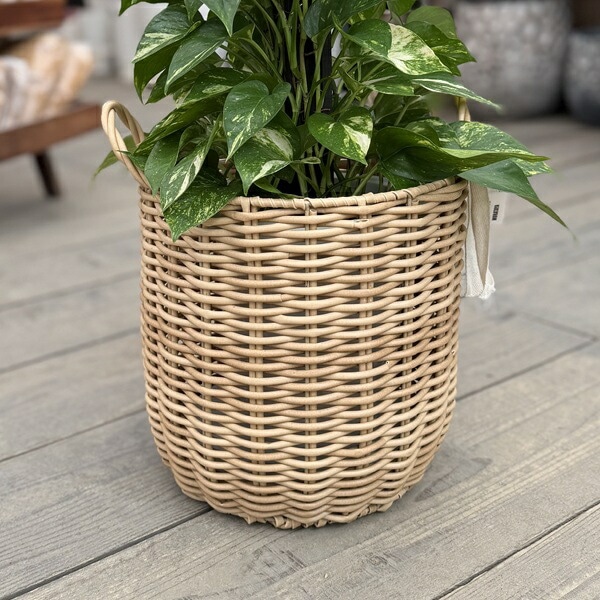 観葉植物：ポトス タワー仕立て 鉢カバー*大型ヤマト便 | 観葉植物