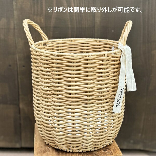 観葉植物：ポトス タワー仕立て 鉢カバー*大型ヤマト便 | 観葉植物