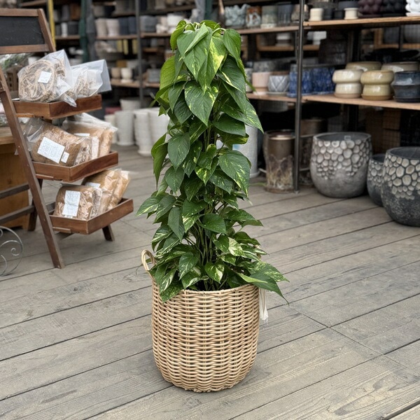 観葉植物：ポトス タワー仕立て 鉢カバー*大型ヤマト便 | 観葉植物