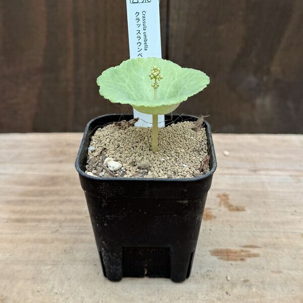 観葉植物：クラッスラ ウンベラ*ワインカップ | すべての商品 | 遊恵