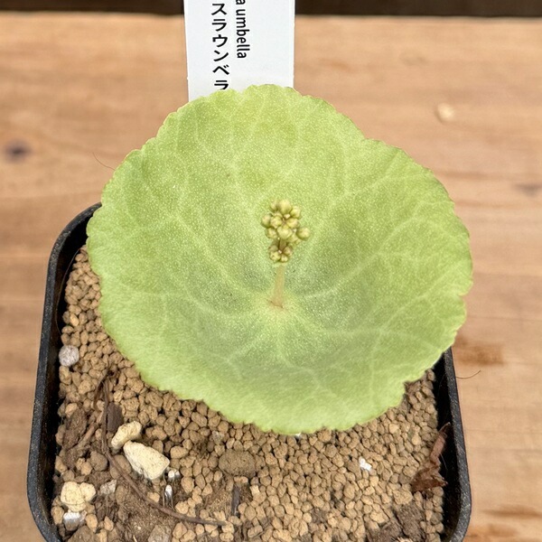 観葉植物：クラッスラ ウンベラ*ワインカップ | すべての商品 | 遊恵