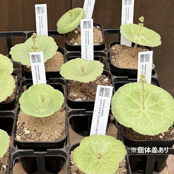 クラッスラ　ウンベラ　ワインカップ（３号鉢）多肉植物260305 楽天市場】希少 クラッスラ ウンベラ ワインカップ 3号 多肉植物