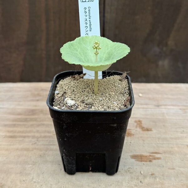 観葉植物：クラッスラ ウンベラ*ワインカップ | すべての商品 | 遊恵