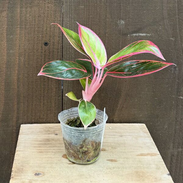 おしゃれ 観葉植物：アグラオネマ ロータスディライト*ロータス