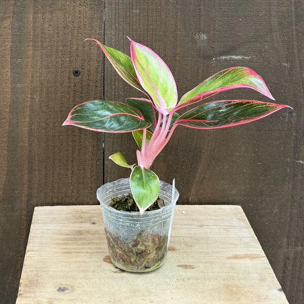 おしゃれ 観葉植物：アグラオネマ ロータスディライト*ロータス