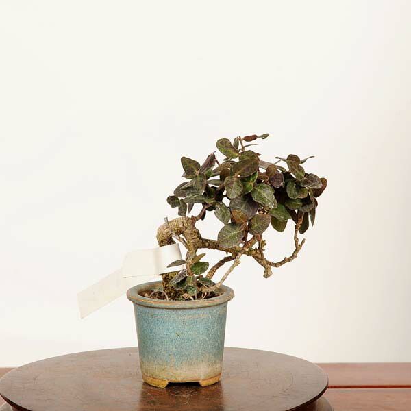 �ߺϡ����˳�ʥ����󥫥����*����  ����ʪ �����󤫤��顡 Kazura bonsai �ߥ��ߺ�