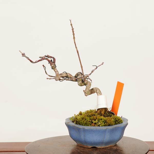 盆栽：山紅葉*現品 一点物 山もみじ モミジ Momiji bonsai ミニ盆栽